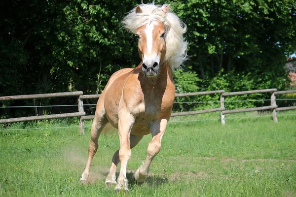 Красивая Лошадка Красивыми Волосами Бежит Загону — стоковое фото