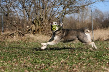 Komik Husky bahçede ağzında bir topla koşuyor.