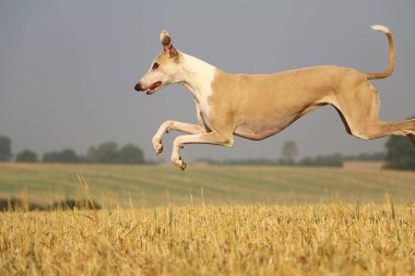 Beautiful brown galgo is jumping in a stubble field