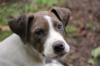 beautiful close up head portrait of a brown and white small mixed puppy in the garden