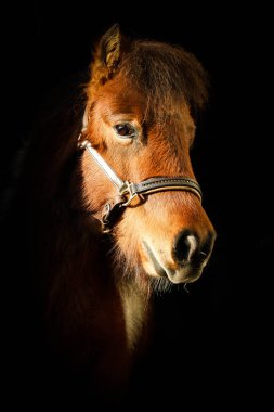 beautiful brown small mini shetland pony is standing in the sunshin in the door of the barn