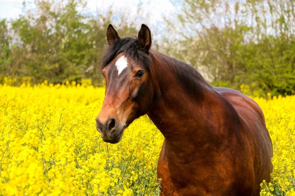 Beautiful Brown Quarter Horse Portrait Yellow Rape Seed Field Sunny lizenzfreie Stockbilder