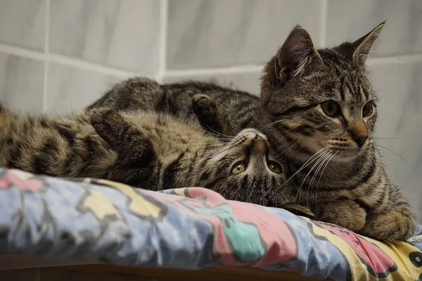 two beautiful cats, Mum and the kitten are cuddling in the bed