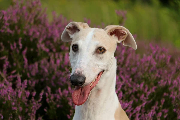 Bonito Greyhound Cabeça Retrato Saúde — Fotografia de Stock