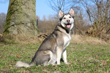 Bahçede oturan güzel bir kabuğun portresi