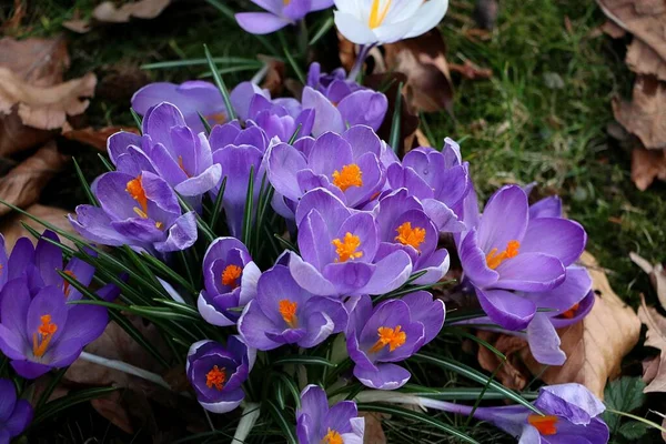 Close Purple Crocuses Garden — Stock Photo, Image