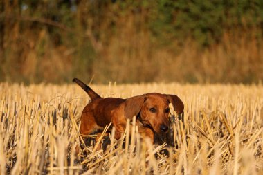 Güzel stachshound sakal tarlasında koşuyor.