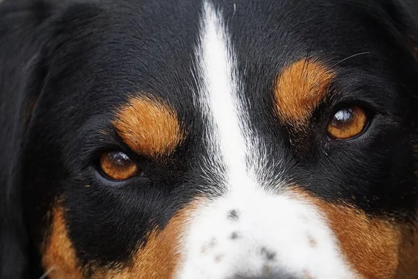 Екстремальна Крупним Планом Голова Вигадливої Триколірної Собаки Аппенцеллера — стокове фото