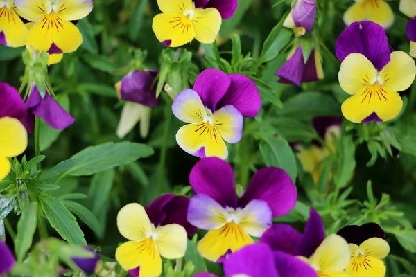 Închidere Pansamente Galbene Violet Grădină — Fotografie, imagine de stoc