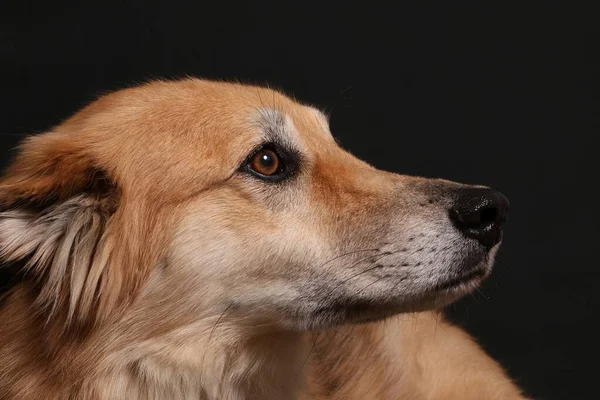 Close Hoofd Portret Van Een Gemengde Herder Hond Donkere Studio — Stockfoto