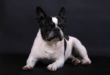 Karanlık stüdyoda güzel, siyah beyaz bir Fransız bulldog 'unun portresi.