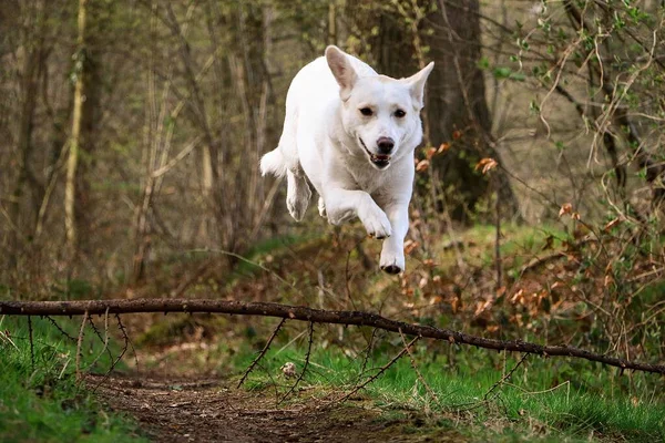 Weißer Schäferhund Mischling Springt Vor Freude Über Einen Ast Wald — Stockfoto
