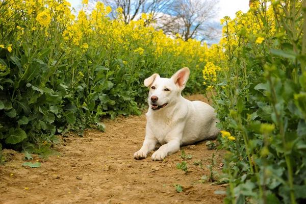 Schöner Weißer Mischlingshund Liegt Auf Einem Rapsfeld — Stockfoto