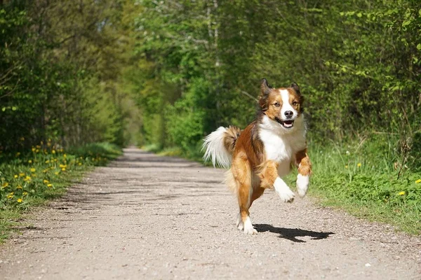 公園の狭い砂の道を走っているかなり茶色の白い混合品種の犬の肖像画 — ストック写真