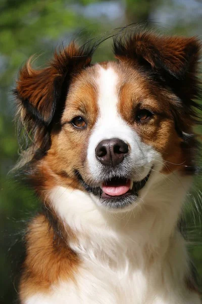 Close Shot Head Handsome Brown White Mixed Breed Dog Woods — Stock Photo, Image