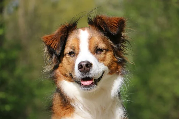 森の中でハンサムな茶色と白の混合品種の犬の頭のクローズアップショット — ストック写真