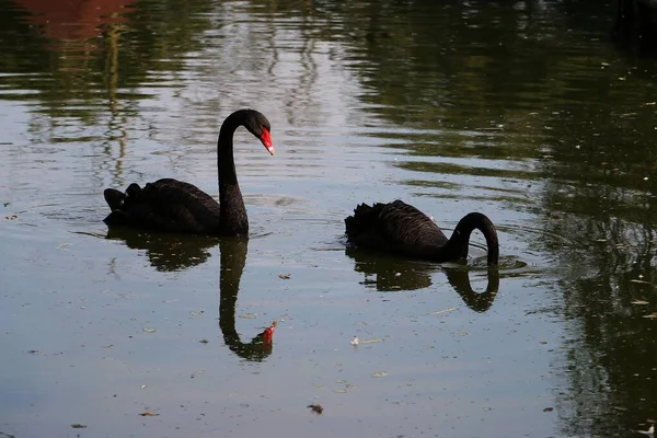 Два Черных Лебедя Плавают Озере Один Окунул Голову Воду — стоковое фото