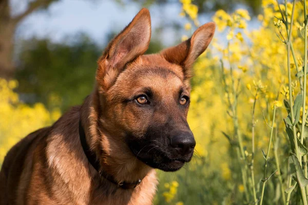 Head Portrait Young German Shepherd Dog Rape Seed Field — Stock Photo, Image