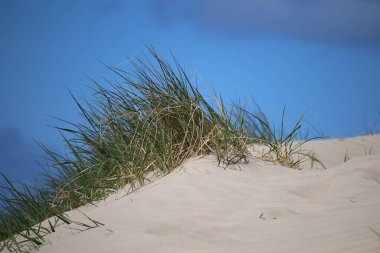 Yazın güneşli bir günde Kuzey Denizi 'nde çimlerle kaplı güzel kumlu bir kumulun yakınında.