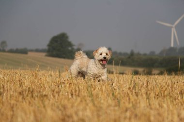 Komik küçük kahverengi ve beyaz havan köpeği sabahın erken saatlerinde bir sakal tarlasında koşuyor.