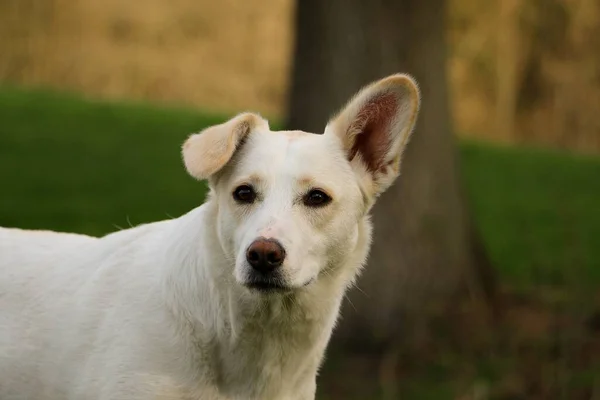 Eğri Kulaklı Beyaz Çoban Köpeği Portresi — Stok fotoğraf