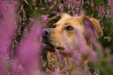 Alman çoban köpeği portresi. Kenevir çiçeklerinin arasına karışmış.