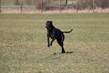 Güzel siyah Galgo çitlerle parkta koşuyor.