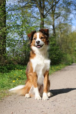 Parkta kumlu bir yolda oturan sevimli beyaz renkli çoban köpeği melezi.