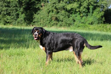 Yeşil bir çayırda duran üç renkli İsviçre Dağ Köpeğinin portresi