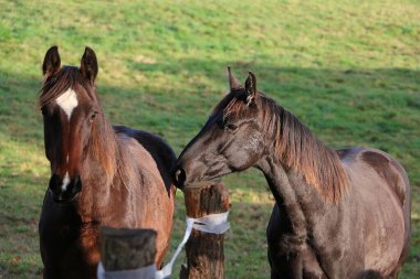 Çayırdaki iki güzel koyu renkli ata yaklaş.