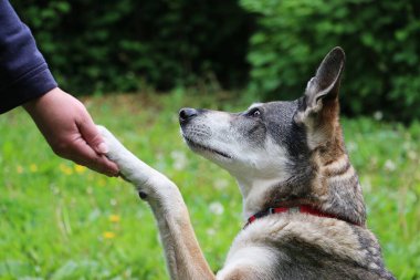 Yakışıklı, iri yarı melez köpek bahçede oturur ve sahibine patisini uzatır.