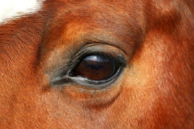 extreme close up of an eye from a brown quarter horse clipart