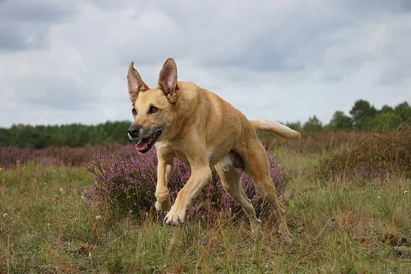 funny brown mixed dog jumps over a flowering heather bush in a field