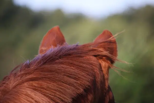 Close-up of a brown horse\'s head with a brown mane where the ears can be seen from behind