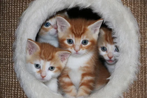 Four little red and white kittens sit in a hole in a scratching post and look out through a plush hole