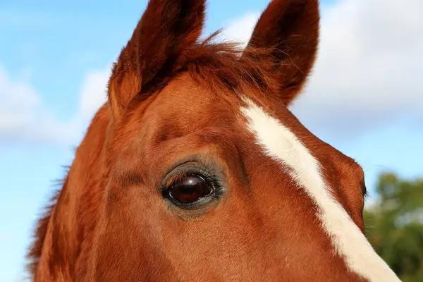 Close-up and detail of a head with eye of a brown western horse with a white stripe on the head