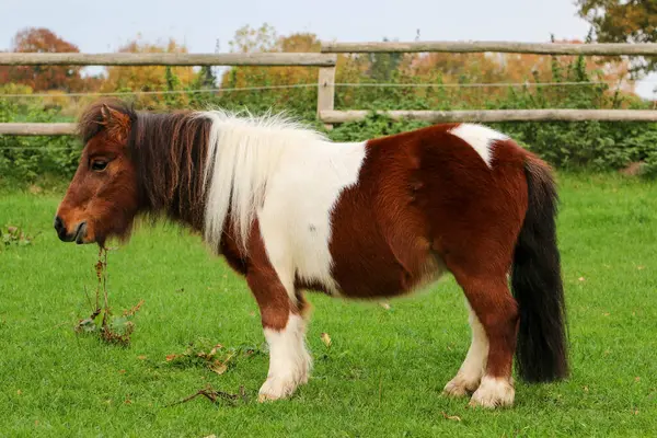 stock image Side portrait of a small brown and white mini Shetland pony standing on a green run