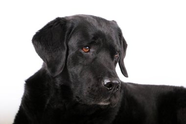 Arka planda siyah bir labrador av köpeğinin portresi.