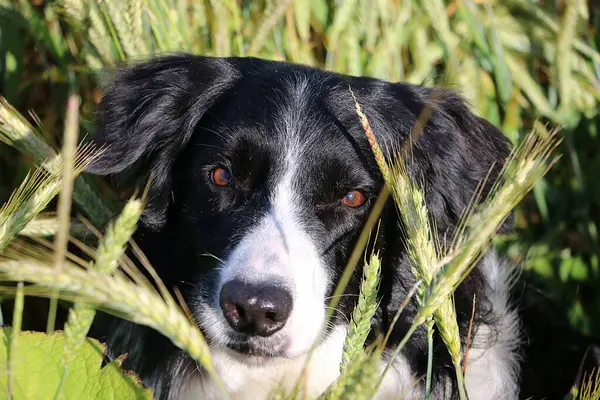 stock image beautiful black and white bordercollie head portrait in a corn field