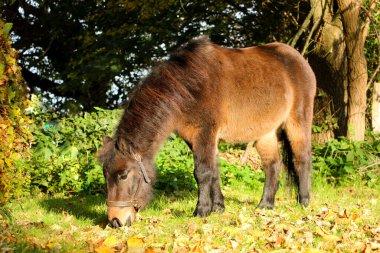 Kahverengi Mini Shetland midillisi sonbahar bahçesinde duruyor ve taze ot yiyor.