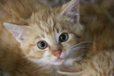 Kameraya utanarak bakan küçük kırmızı bir tekir kedinin başını yakın plan çekeceğiz.