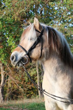 closeup of a pretty fjord horse standing in the autumn forest with a bridle clipart