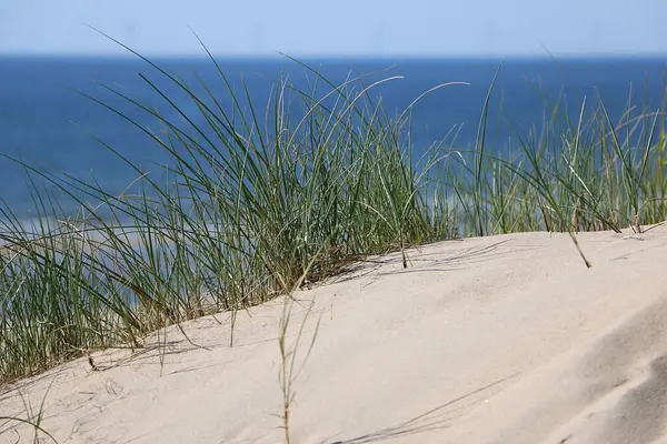 stock image closeup of green dune grass on a sand dune with the sea in the background