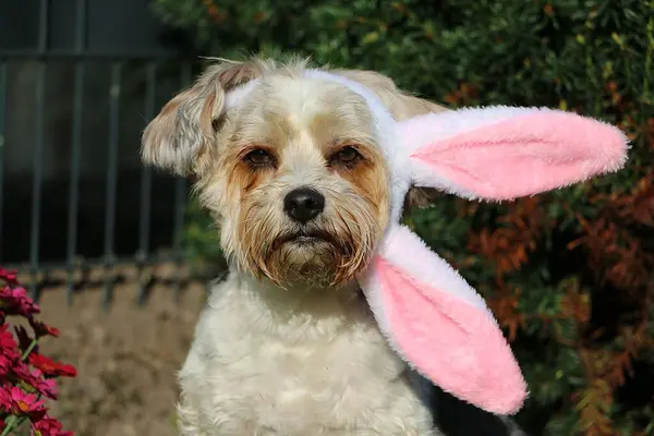 stock image cute funny little mixed breed dog sitting in the garden with funny easter bunny ears crooked on his head