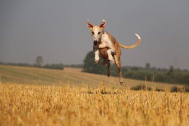 funny brown and white galgo is jumping and flying over the stubble field early in the morning clipart