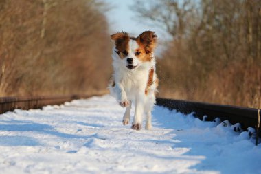 cute brown white kromfohrlnder dog running on the snow on disused railway tracks clipart