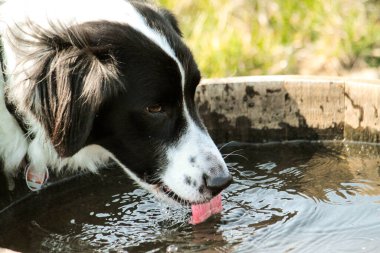 Bembeyaz bir sınır köpeği bahçedeki ahşap fıçıdan tatlı su içiyor.