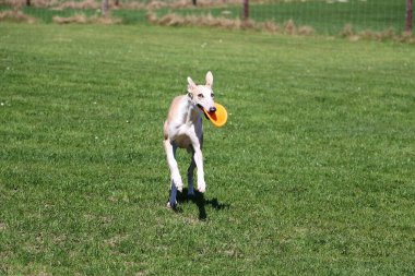 Bahçede, ağzında turuncu bir frizbiyle koşan hoş, hafif bir Galgo.