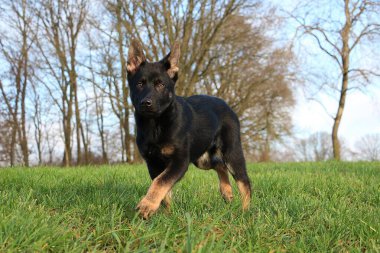 Küçük şirin siyah Alman çoban köpeği bahçede yürüyor.