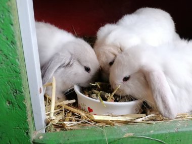 Üç küçük sevimli, beyaz, sarkık kulaklı tavşancık yem oluğunun etrafında oturup kemirme tanelerini kemiriyor.